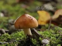 Amanieten [Amanitaceae]